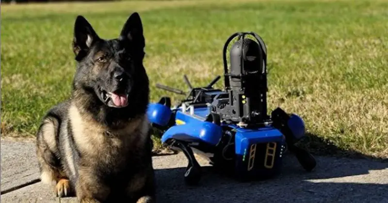 NYPD shows off its robot dog in action