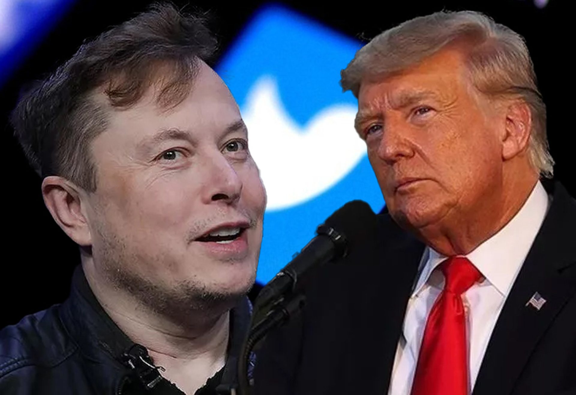 Donald Trump Elon Musk tweet: "Musk drop to his knees and beg for help"