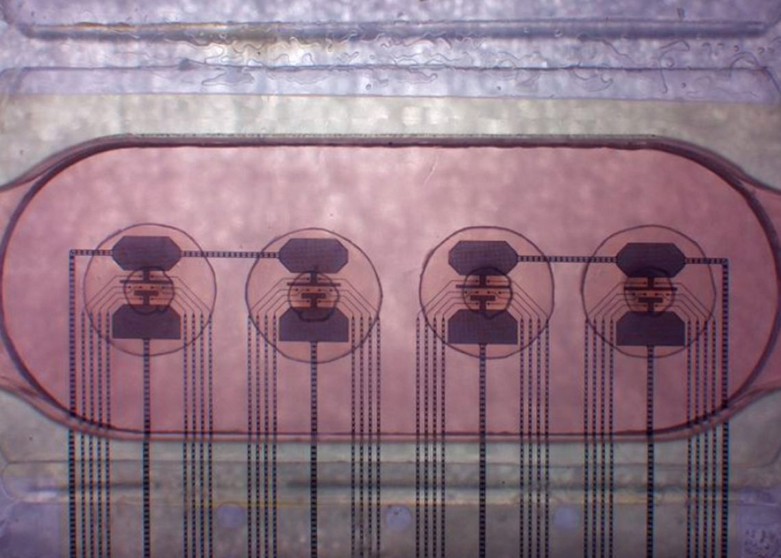 Brain organoids and bioprocessors: A new approach to computing