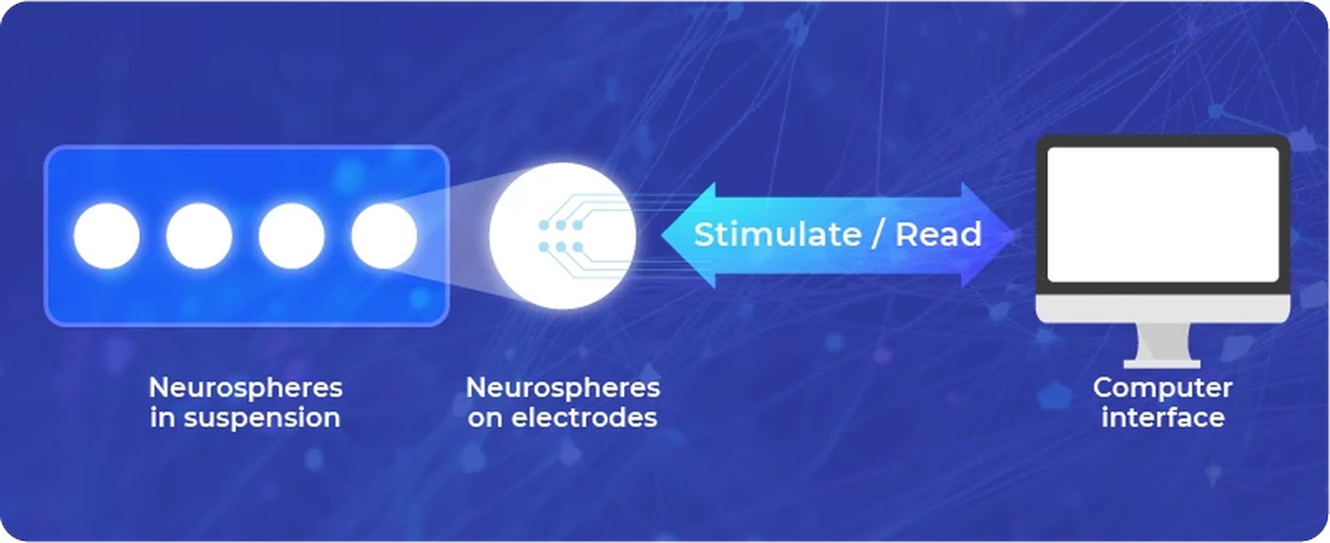 Brain organoids and bioprocessors: A new approach to computing