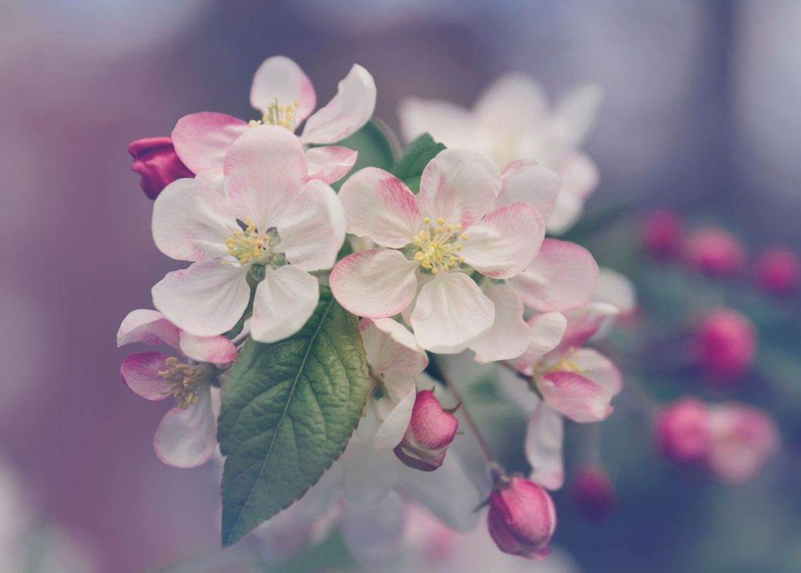 TikTok flower language filter