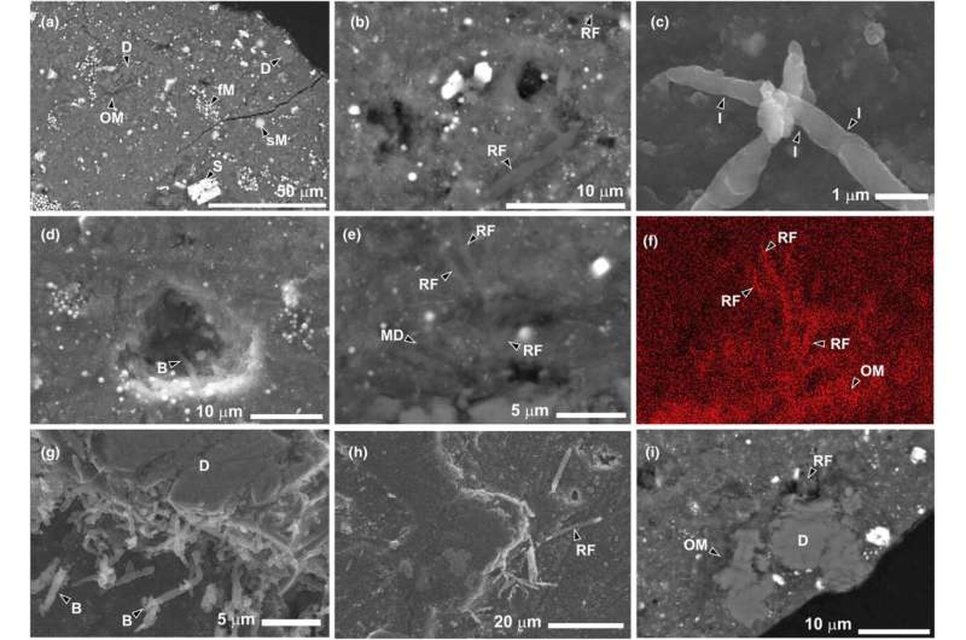 Microbial life discovered on Ryugu asteroid samples sparks debate