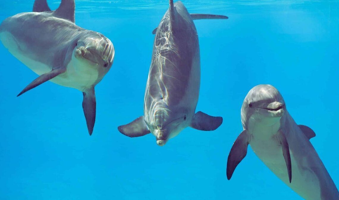 Google DeepMind deciphers dolphin speech with new model