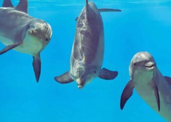 Google DeepMind deciphers dolphin speech with new model