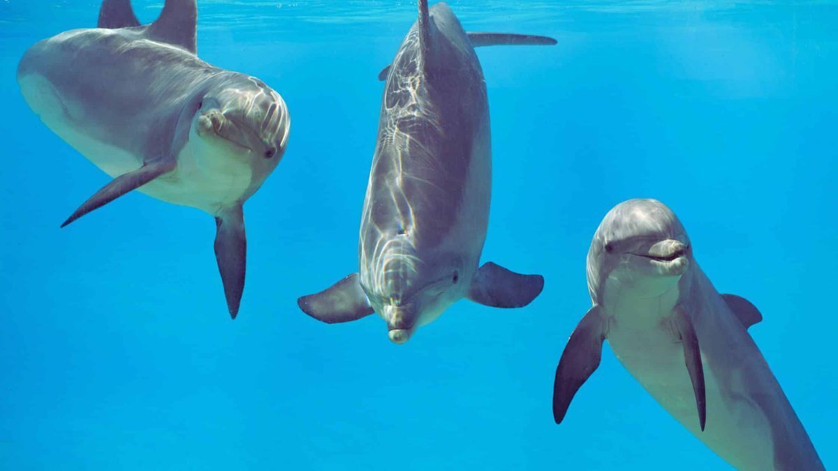 Google DeepMind deciphers dolphin speech with new model