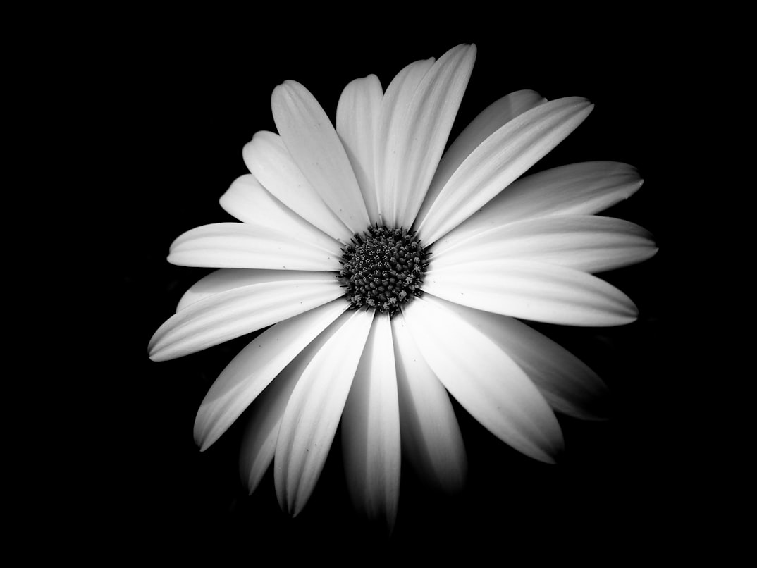 Instagram fixes bug turning HDR photos black and white